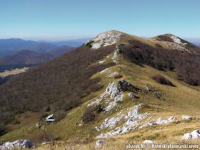 Bjelolasica